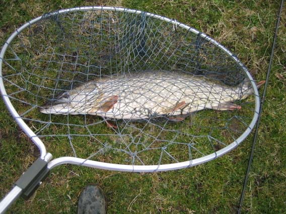 This one looks all of it's weight. A cracker on the fly.