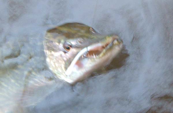 Not very big and not much of a picture but it caused me considerable distress.