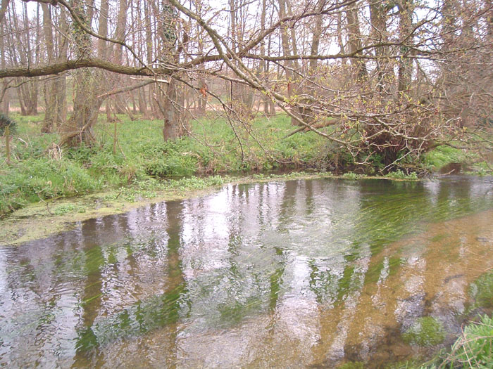 The weed's a bit thick and tricky but I had a nice fish from here.