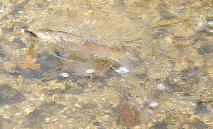 Neatly hooked on the tail treble.