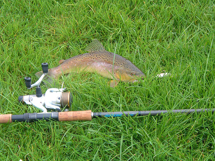 On the damp grass and ready to be unhooked.