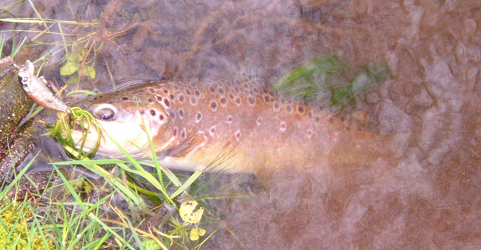 A little better and again nicely hooked.