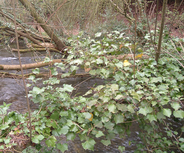 I think the only way to fish this is by dangling.