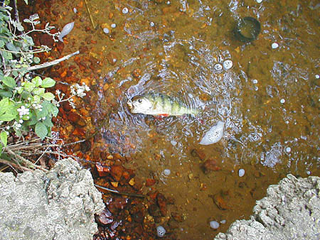 The J7 floater is much bigger than any minnow but even the smallest perch attack it with gusto.