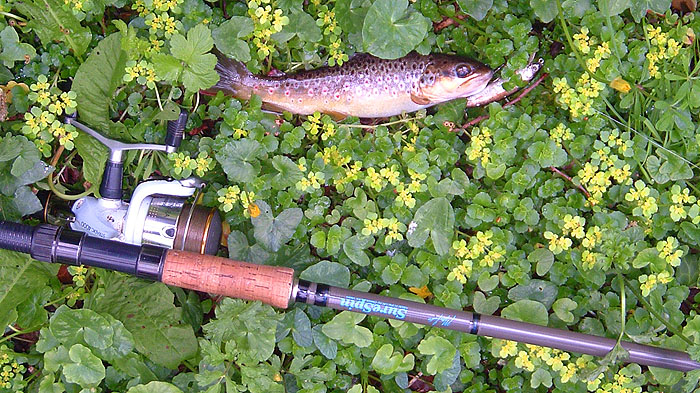 The dark back shows that this one was in the heavily shaded stretch. The flowers are golden saxifrage.