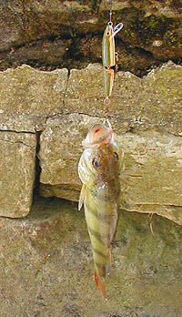 My 'minnow' plug was bright orange until I painted it.