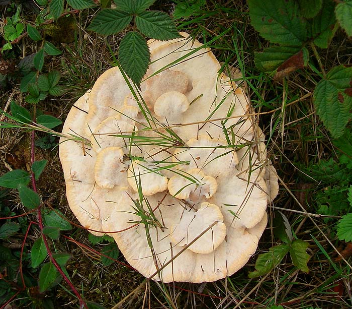 Presumably some sort of polypore?  It seemed to be growing from the roots of an old tree stump.