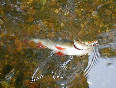 This one 'bow-waved' after the plug from the bank.