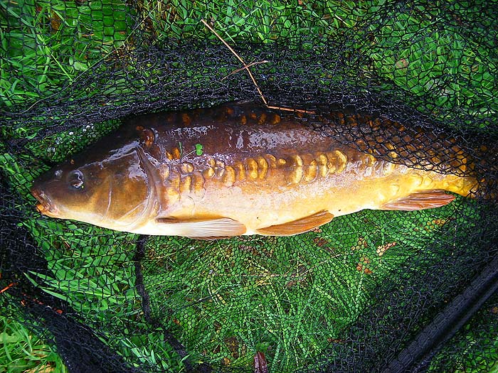 Bigger but less attractive.