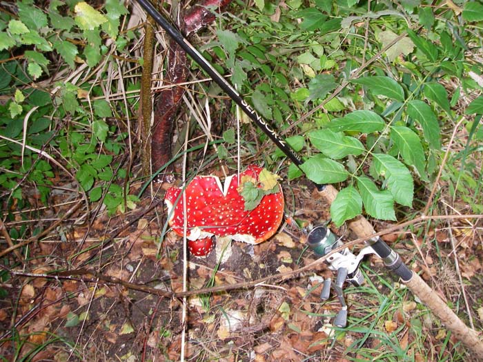 All it needed was an elf to sit on it (it could have supported quite a big one).