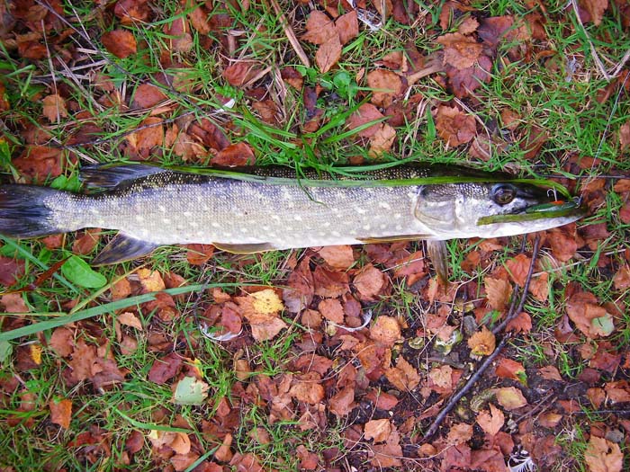 These lake pike are often skinny compared to the ones in the local river.