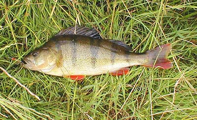 My best perch of the session caught on the Mepps.