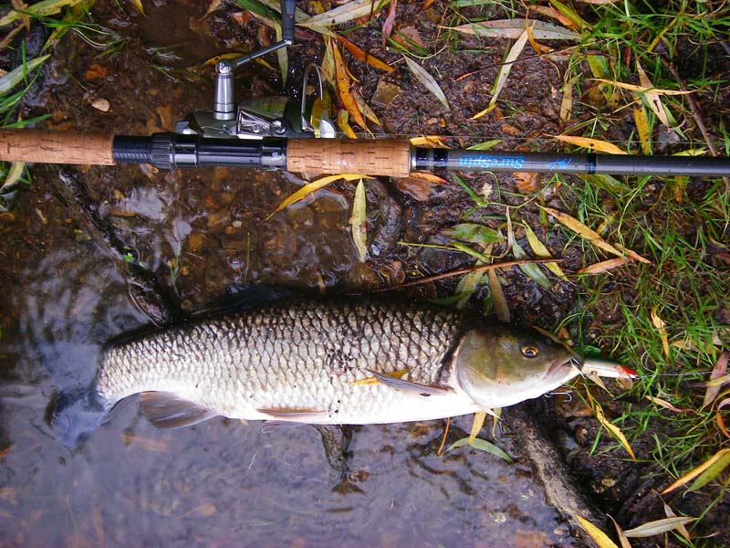 The hook just popped out and although they don't fight much chub do look amazing..