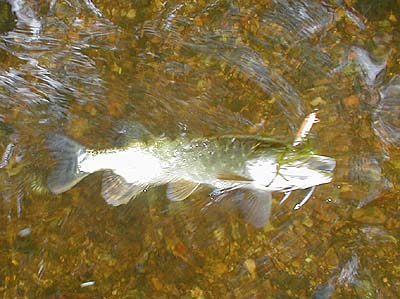 Even little pike give a spirited fight on light gear.