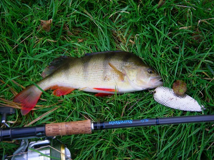 It seemed that whatever I used I was going to catch perch.