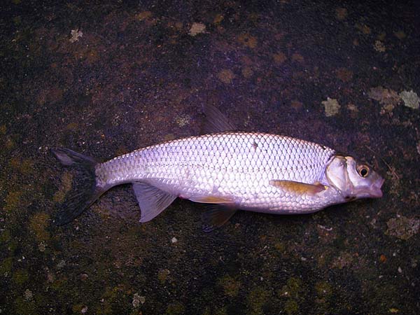 The dace are getting ready to spawn and are in cracking condition.