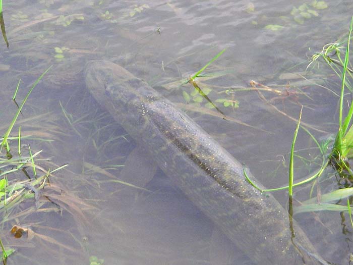 The pike lay in the edge for a while before shooting off into the river.