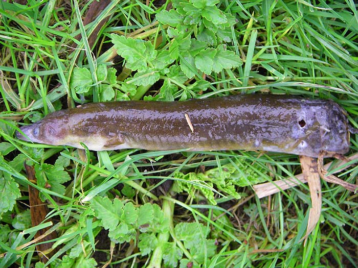 The mink had eaten the rear half of the eel and left the rest.