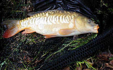 The fish were not surface feeding very well but this one took my dog biscuit confidently.