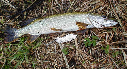 After several frantic strikes at the spoon this one hooked itself under the chin.