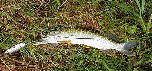 About the same size as the first.