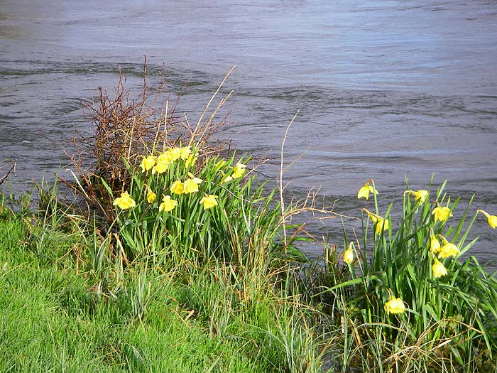 The daffodils look good but note the bank high turbulent water - not ideal for piking.