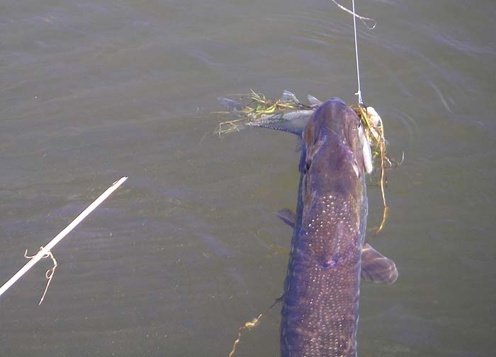 My first and smallest pike has the bait well in its mouth.