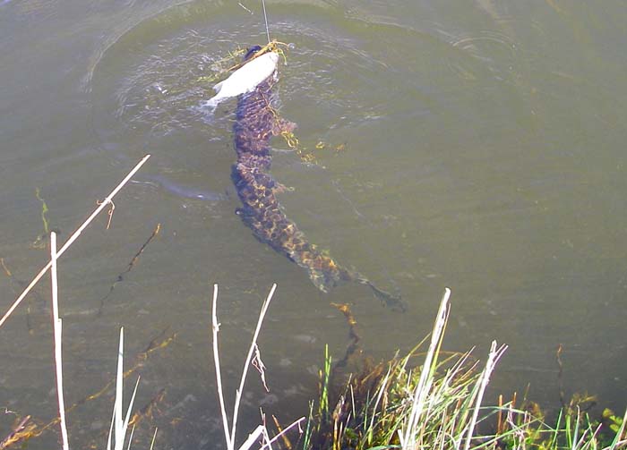 The pike is well hooked and clearly visible in the translucent water of the ditch.
