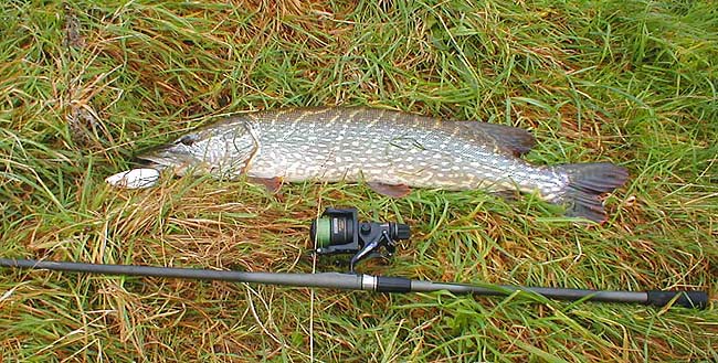 In fantastic condition after a long summer of feeding this fish fought very hard.