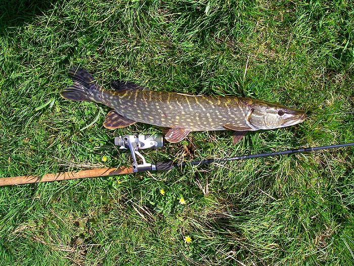 The Fish is on the damp grass of the bank and ready to be unhooked.