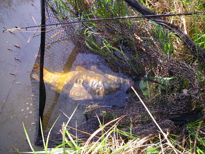 The barbless hooks hold well despite all the shaking and writhing of the carp.