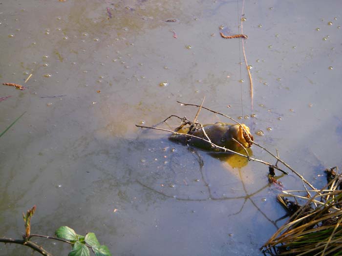 A bit bigger and decorated with a bunch of alder catkins.