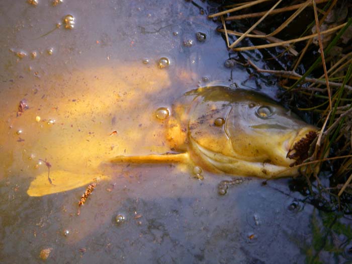 No need to use the net or even to lift it from the water.