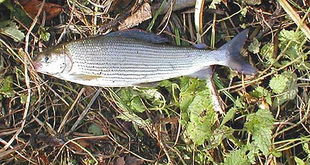 Grayling really are beautiful fish, if a bit smelly on the hands.