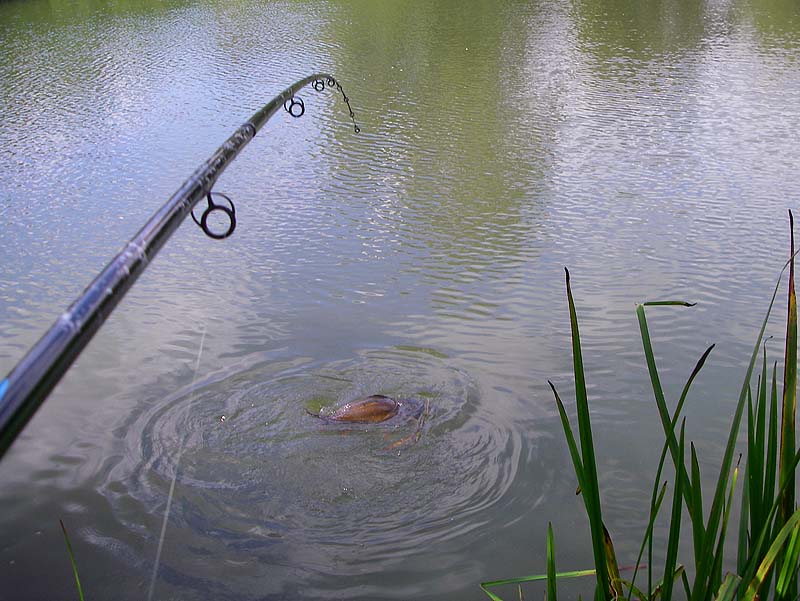 My carp plunges away on its umpteenth attempt to escape.