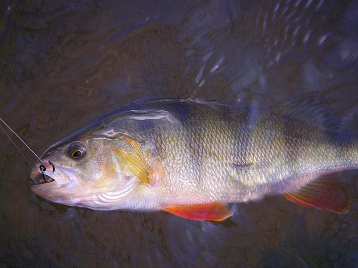 I don't know how it got the tatty fin - possibly line damage I suppose - but it was in good condition otherwise. However, note the 'mixed up' scale pattern on the belly.