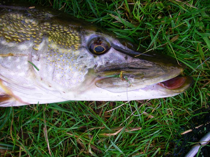 All five pike were 'lip hooked' and the barbless circle hooks just slipped out when I got hold of them.
