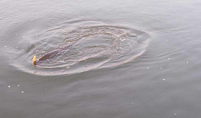 My fish is well hooked on the (crude - but sharp) hook of the rubber lure.