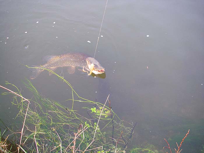 The fish came out from under the weed in the picture.