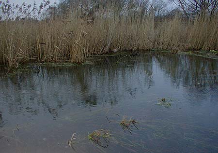 This is where the pike was - it took the spoon right in by my bank.
