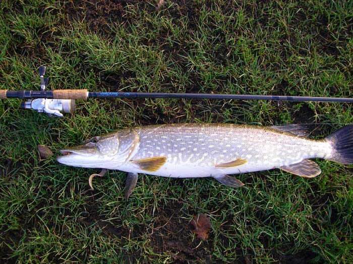 It looks bigger than it did in the water.