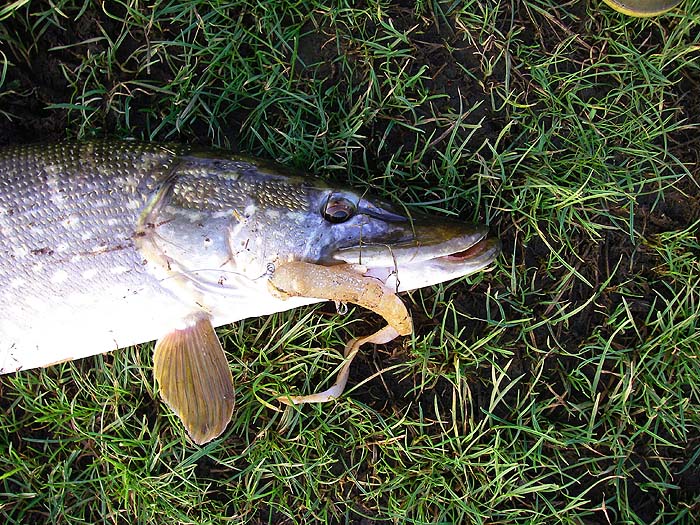 It's split and tatty after catching lots of pike - I'll have to get another one.