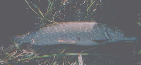 Perhaps ten pounds but not much of a picture - I even managed to get a shadow across its head despite the rain and gloom . I was well pleased anyway.