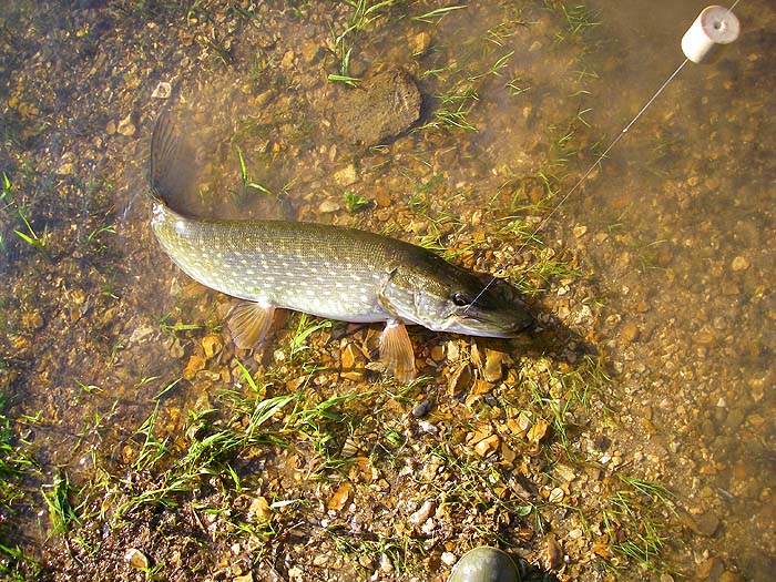 Small but beautifully marked - I love pike.