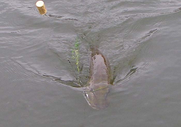 The pike is drawn towards the net, note the fancy float.