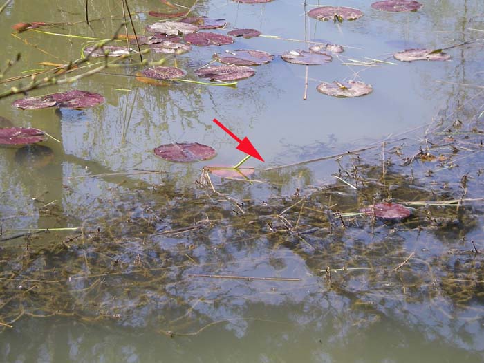 The first carp took just on the other side of the weeds and ploughed off through the lilies.