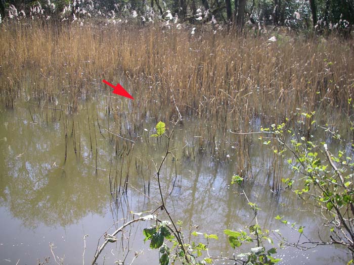 I like reeds - they help to keep the line off the water..