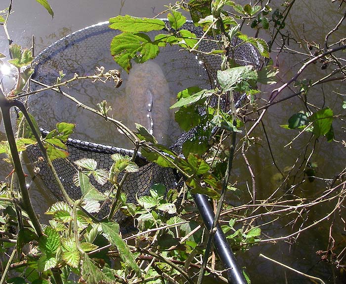 The brambles were a bit of a problem.