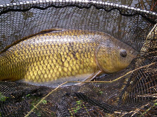 I have to say they are so beautifully coloured that I have a soft spot for carp.