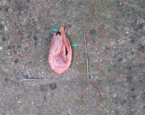 Just a bog standard 'prawn' (technically I think it's a pink shrimp). I nip off the bits that are arrowed so they don't get in the way of a taking fish.